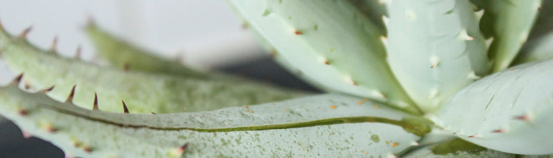 The benefits of Aloe Vera on the skin